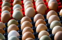 producao de ovos - galinhas