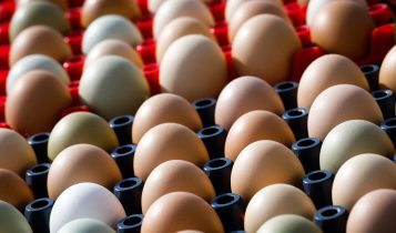 producao de ovos - galinhas