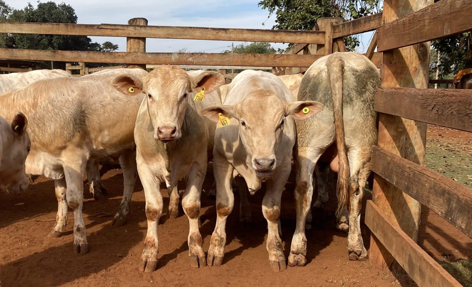 prova de avaliacao de desempenho do canchim 2023