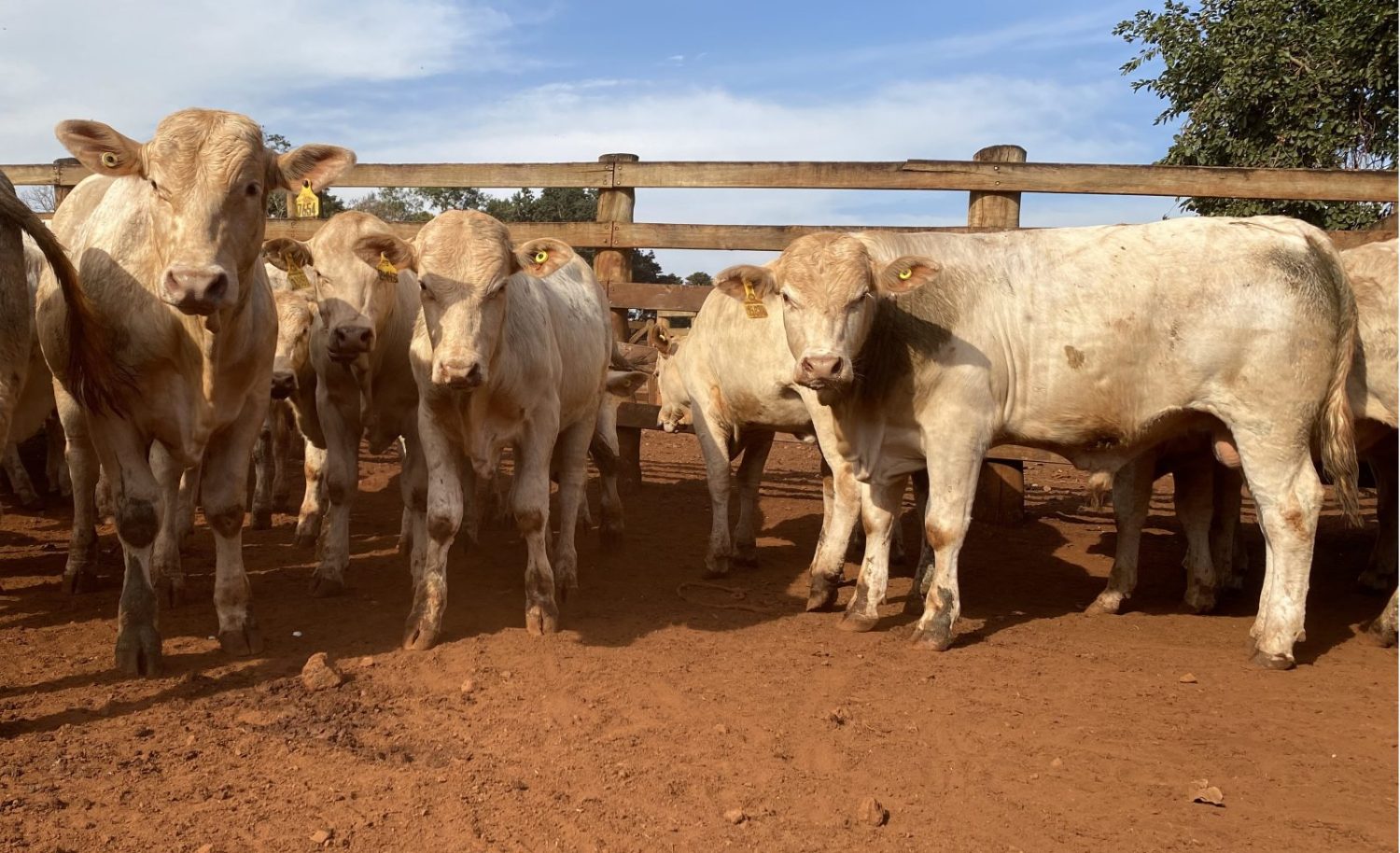 prova de avaliacao de desempenho do canchim 2023