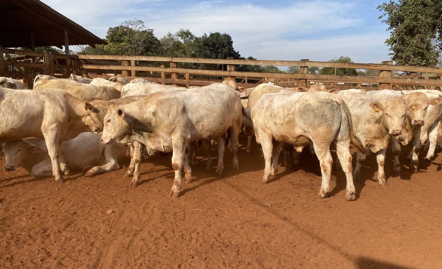 prova de avaliacao de desempenho do canchim 2023