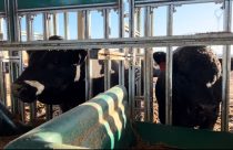 Confira os destaques da Prova de Eficiência Alimentar da Angus 2023