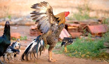 Conheça o “Nelore” das aves, Índio Gigante tem ovos que valem R$ 3.000