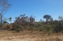 Sema embarga fazenda de 970 hectares e multa em quase R$ 1 milhão