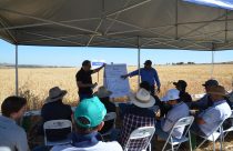 Cultivar da Embrapa para trigo safrinha no Cerrado é apresentada