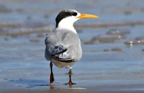 Gripe aviária - RS registra gripe aviária em aves silvestres, mas mantém segurança sanitária