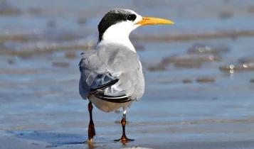Gripe aviária - RS registra gripe aviária em aves silvestres, mas mantém segurança sanitária