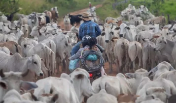 São 10.000 pecuaristas sem frigorífico para abate; Veja onde