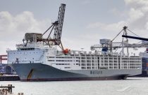Gigante brasileiro embarca 21.084 bovinos em mega navio boiadeiro; Vídeo