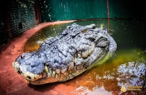 Crocodilo centenário