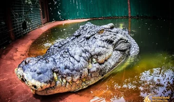 Crocodilo centenário