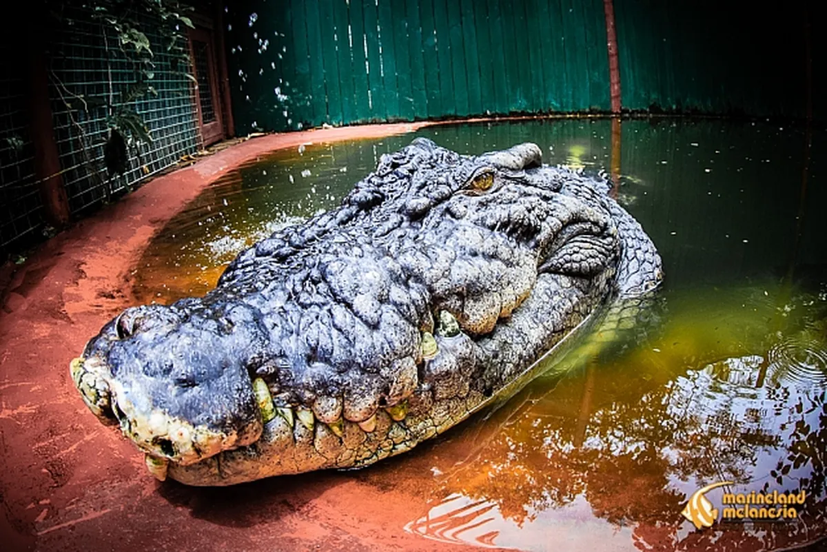 Conheça Cassius, o crocodilo de 120 anos que é o maior do mundo e ...