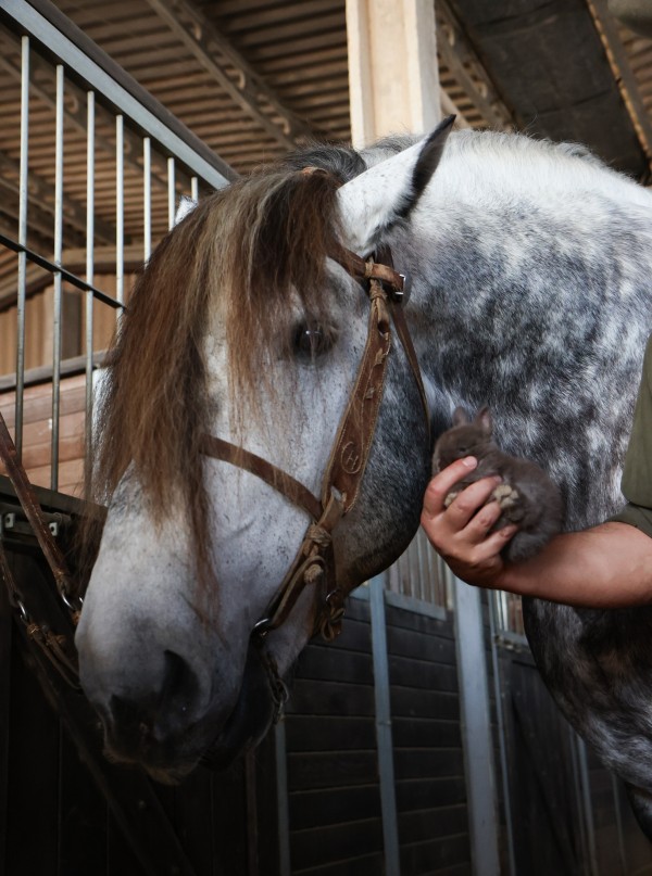 cavalo percheron