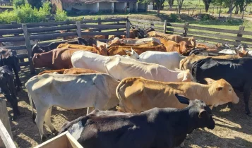 Após morte de gado por bactéria, Agência recomenda queima de carcaças
