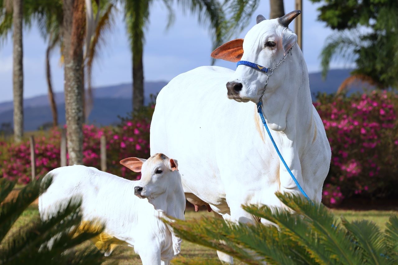 ACNB-Fazenda-do-Sabia-comemora-55-anos-com-leilao-de-animais-Nelore-foto-divulgacao