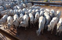 ACNB-Peso-e-cobertura-de-gordura-sao-destaques-do-Circuito-Nelore-de-Qualidade-em-Agua-Boa-MT-que-avaliou-408-animais-foto-divulgacao