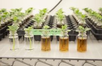 Acadian-Plant-Health-apresenta-alga-marinha-altamente-produtiva-e-sustentavel-para-a-agricultura-brasileira-no-Congresso-Andav