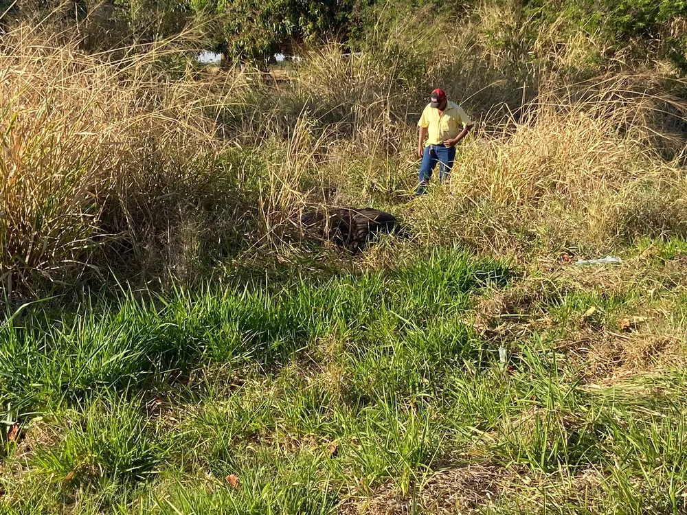 Acidente envolvendo caminhão e van mata oito cavalos no interior de SP