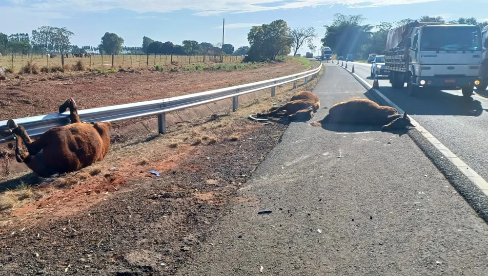 Acidente envolvendo caminhão e van mata oito cavalos no interior de SP