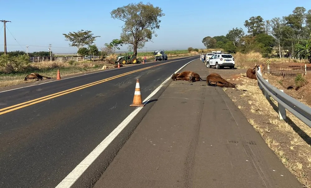 Acidente envolvendo caminhão e van mata oito cavalos no interior de SP