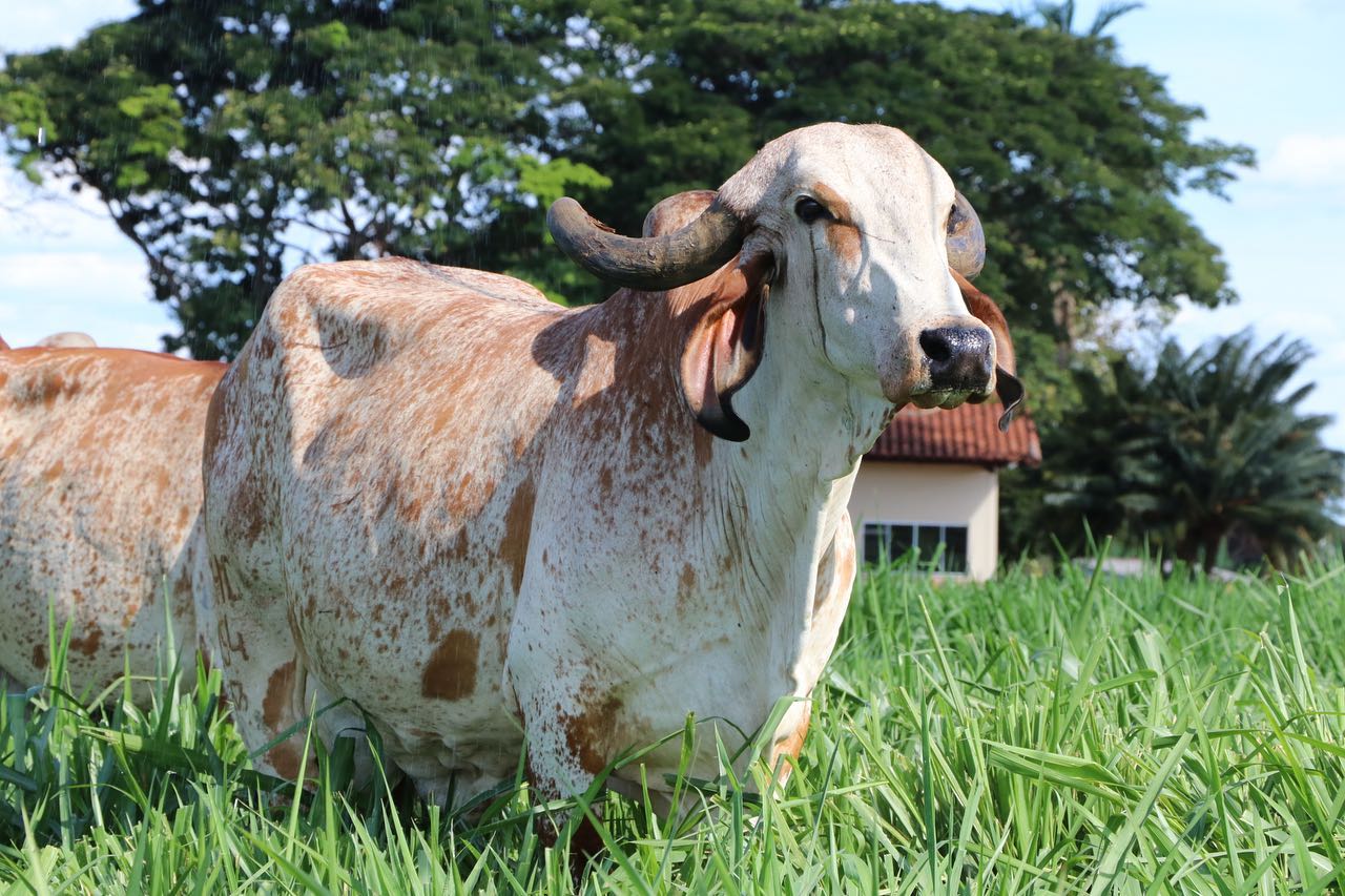 melhoramento genético na pecuária leiteira