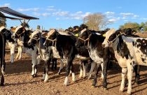 Agropecuária Irmãos Chiari - bezerras girolando