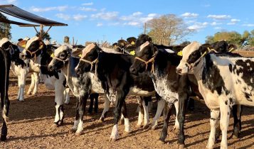 Agropecuária Irmãos Chiari - bezerras girolando