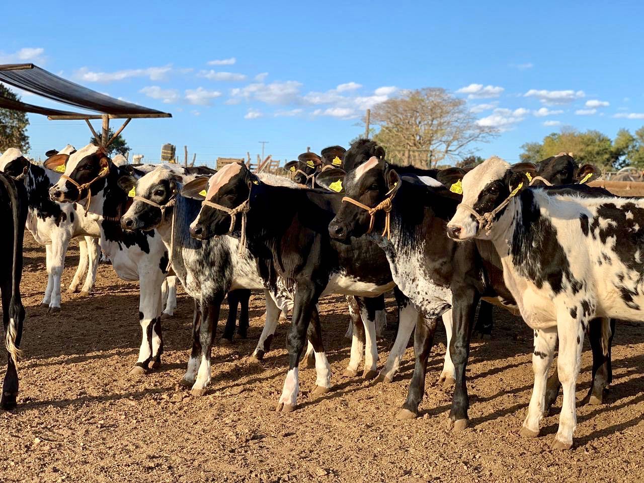 Agropecuária Irmãos Chiari - bezerras girolando