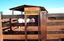 Expansão de boas práticas pode incrementar pecuária de corte no Brasil