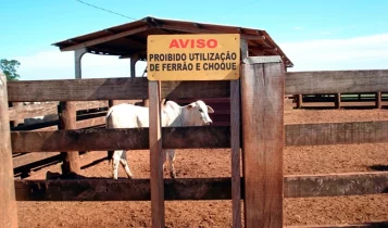 Expansão de boas práticas pode incrementar pecuária de corte no Brasil