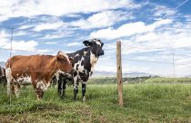 BELGO-Agroleite-2023-vacas leiteiras em frente a cerca de arame farpado