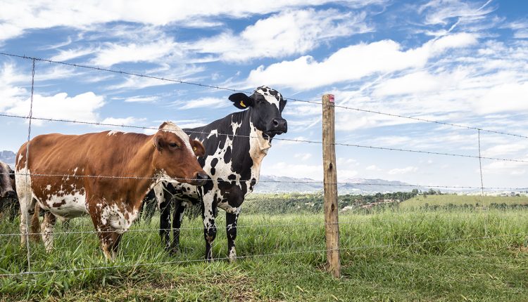 BELGO-Agroleite-2023-vacas leiteiras em frente a cerca de arame farpado