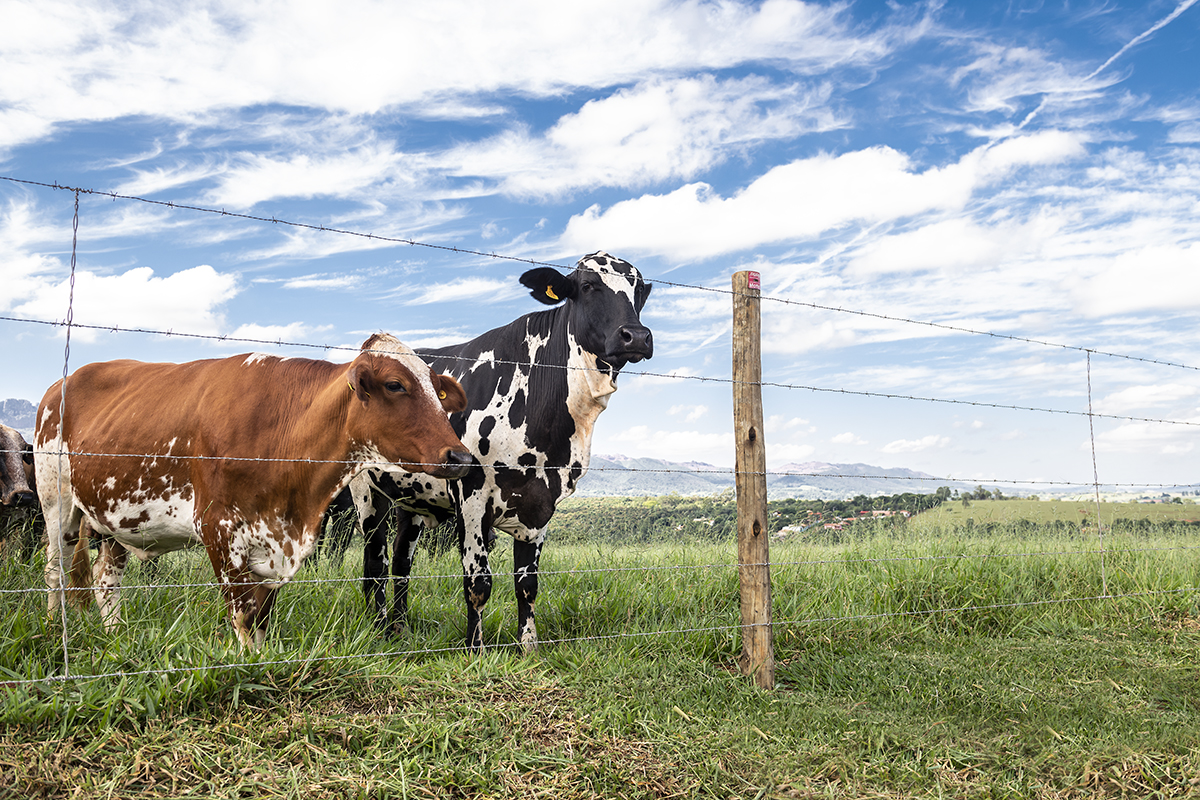 É possível produzir leite em apenas meio hectare de terra? Descubra aqui