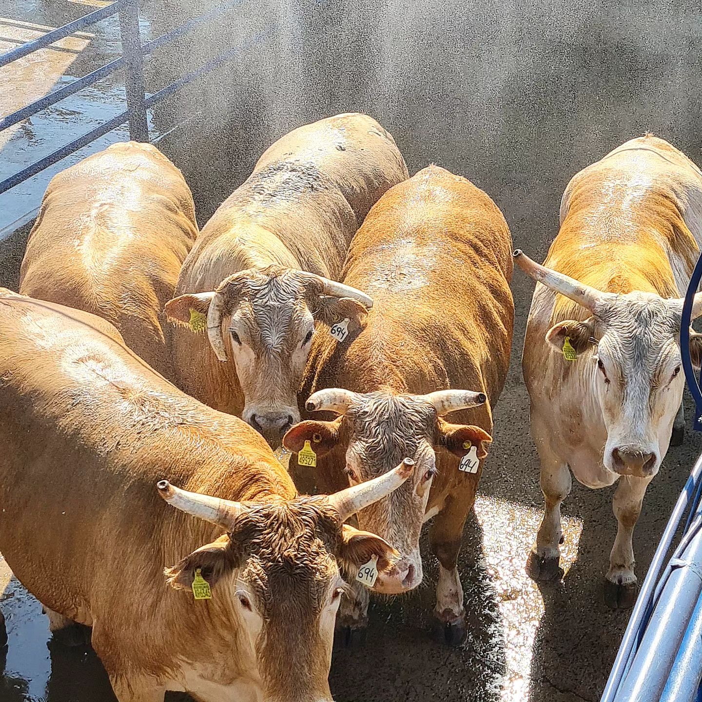 8 anos ( ou 8 dentes, quanto mais velho melhor), 800 kg e 8% de marmoreio / Foto: Roberto Barcellos