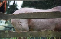 Cavalo Campeiro a marca da marcha