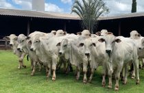 Criadores de Nelore de Uberaba farão mega oferta de genética