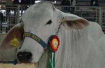 Raça Brahman