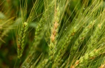 Trigo produtividade