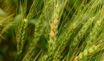 Trigo produtividade