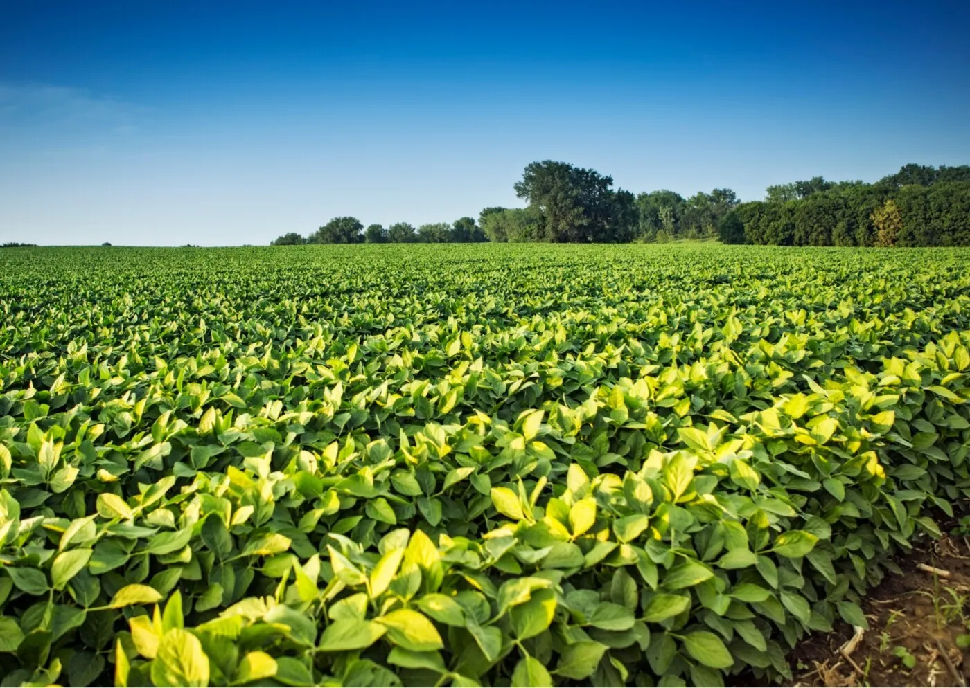 Mato Grosso atende produtores e ajusta duração de patentes da soja