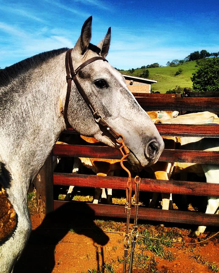 Entreveiro das Tunas! Cavalo campeiro o marchador das Araucárias