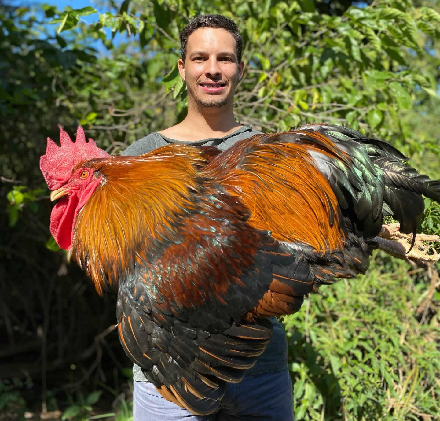 Galo Barnevelder - fêmea tem uma cor incrível mas o macho não deixa nada a desejar