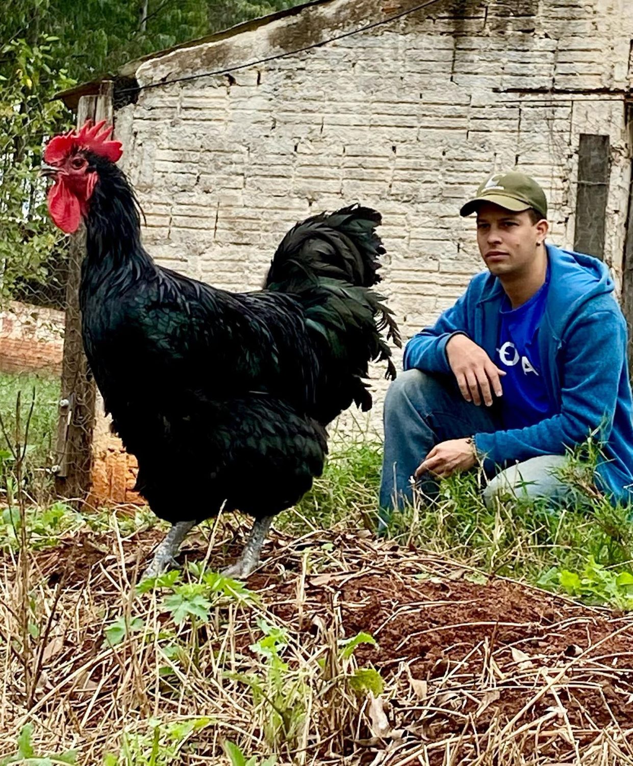 Gigante negro de Jersey - criatorio Mário Salviato