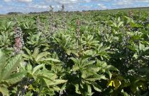 Referência na agricultura, fazenda adiciona mamona em sua rotação de cultura