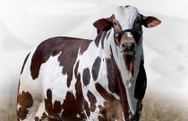 Nelore Pintado é RADAR FIV V3