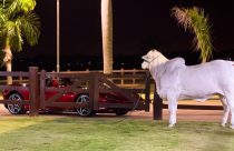 R$ 233/@: “Boiada que valia Ferrari, hoje não vale um carro popular”
