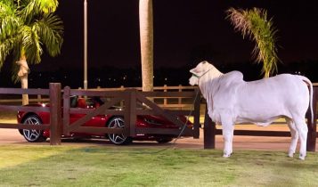 R$ 233/@: “Boiada que valia Ferrari, hoje não vale um carro popular”
