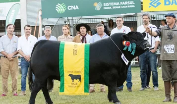 O-Grande-Campeão-da-Raça-Angus-é-da-Cabanha-Bortolozzo-e-é-o-seu-primeiro-prêmio-na-Expointer-crédito-RC.Bilo_
