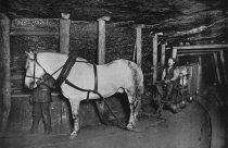 Pit pony in Germany, 1894