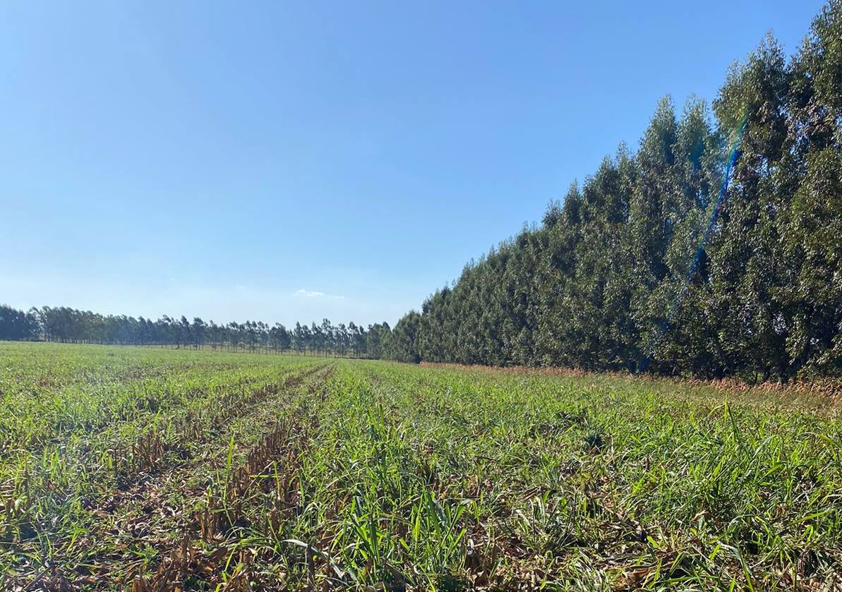 Propriedade paranaense tem redução de custos na agricultura e alta produtividade na pecuária com ILPF